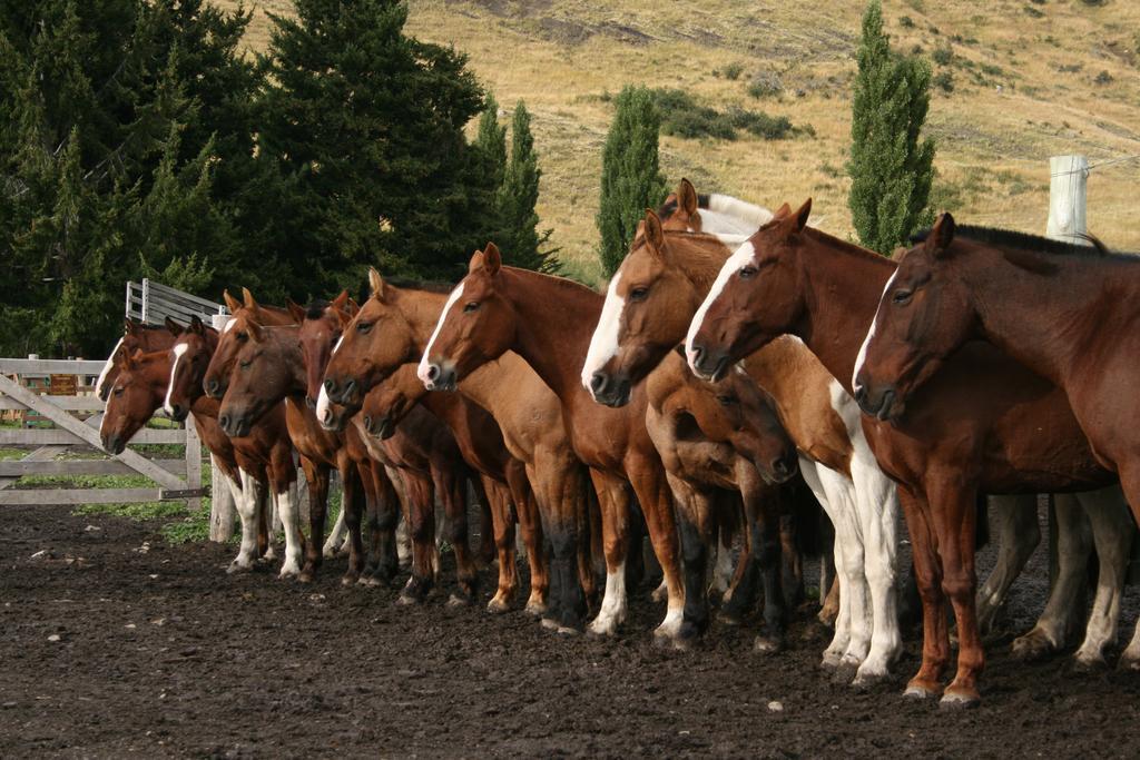 Estancia Nibepo Aike Colonia Francisco Perito Moreno Екстериор снимка